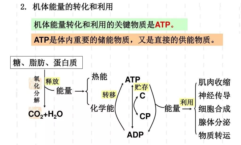 蛋白粉有氧运动_有氧运动后 蛋白粉_蛋白粉有氧后喝