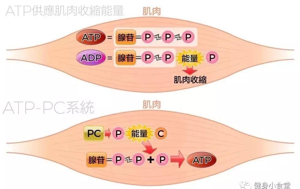 蛋白粉有氧运动_蛋白粉有氧后喝_有氧运动后 蛋白粉