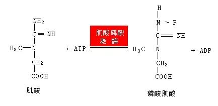 蛋白粉有氧运动_蛋白粉有氧后喝_有氧运动后 蛋白粉